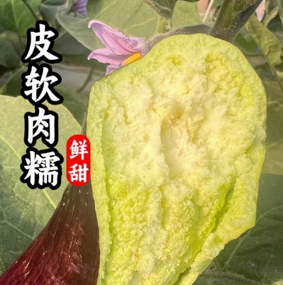 云南特产冰川茄子5斤新鲜蔬菜老品种农家竹丝糯茄子烧烤面包茄子